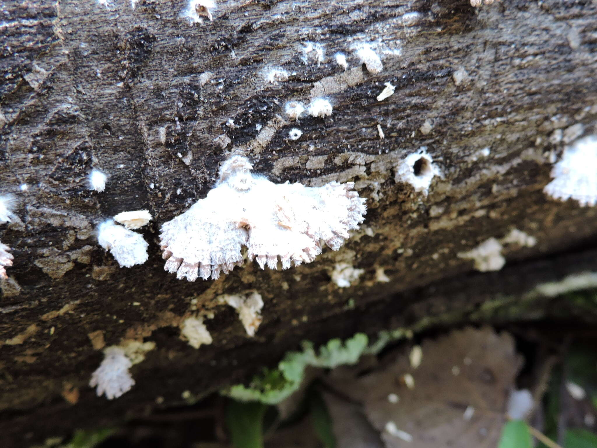 Image of Schizophyllum