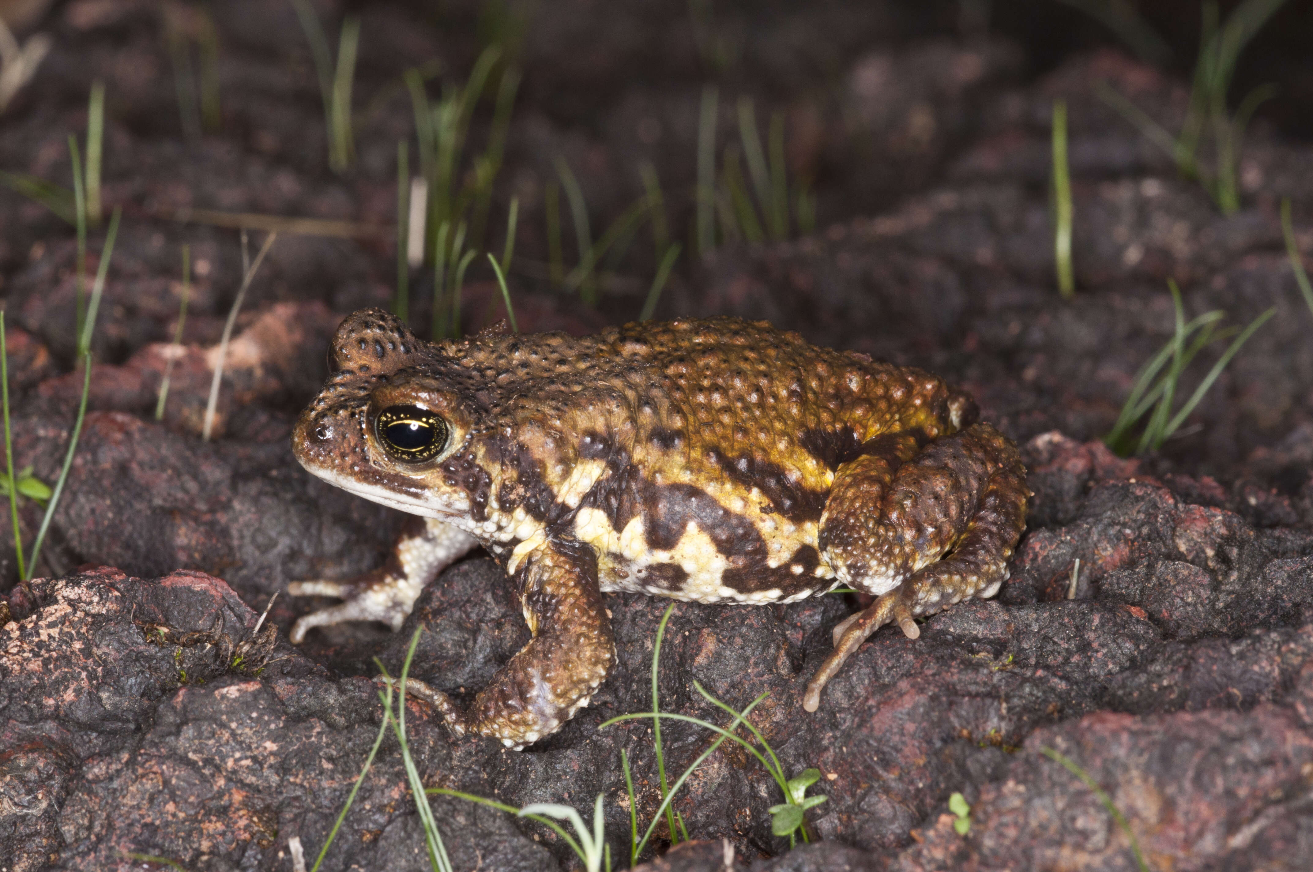 Image of Amboli toad