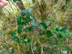 صورة Ilex sugerokii var. brevipedunculata (Maxim.) S. Y. Hu