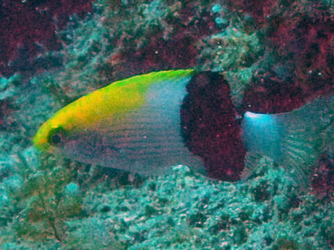 Image of Blackspot wrasse