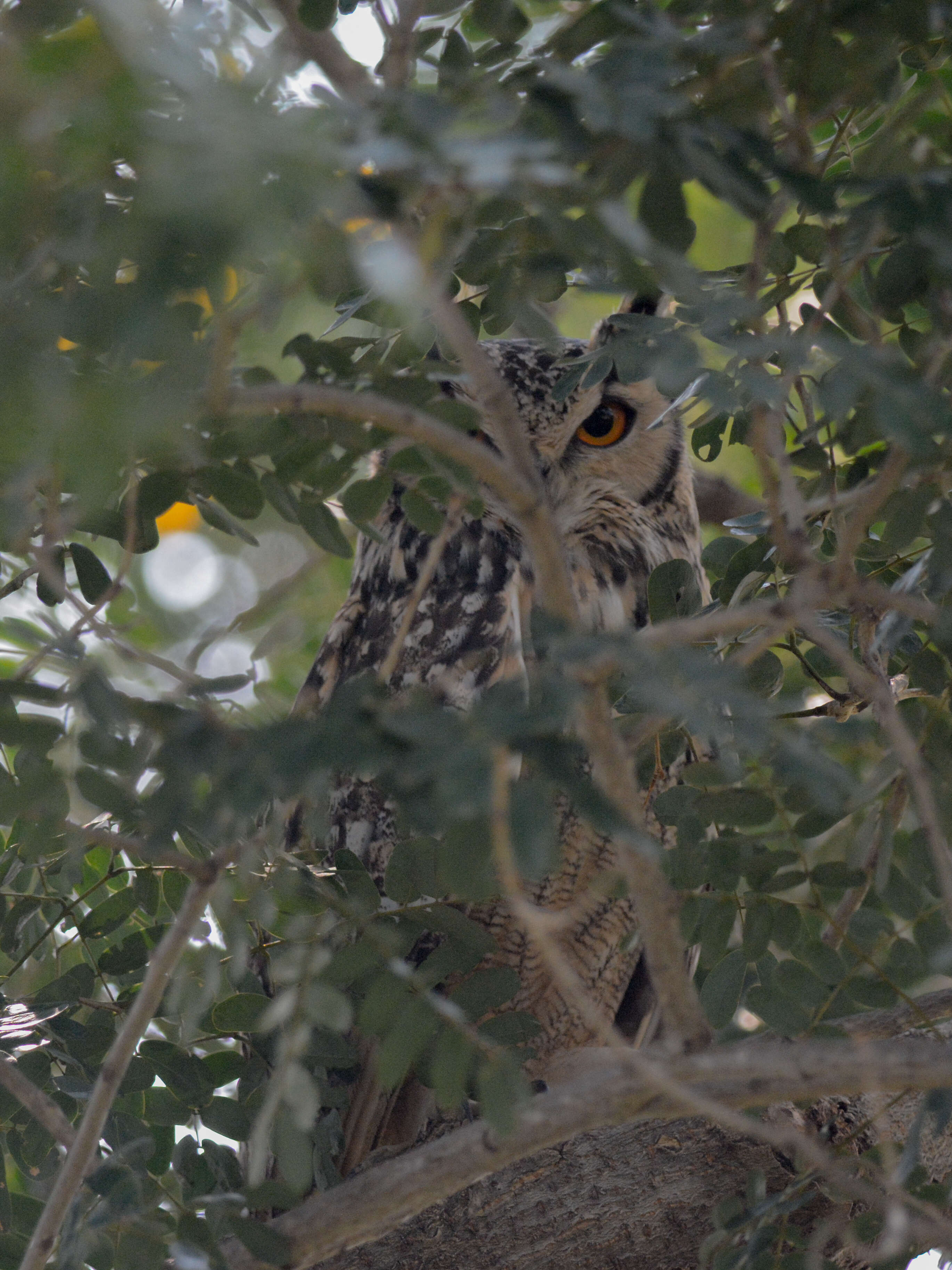 Image of Indian Eagle-Owl