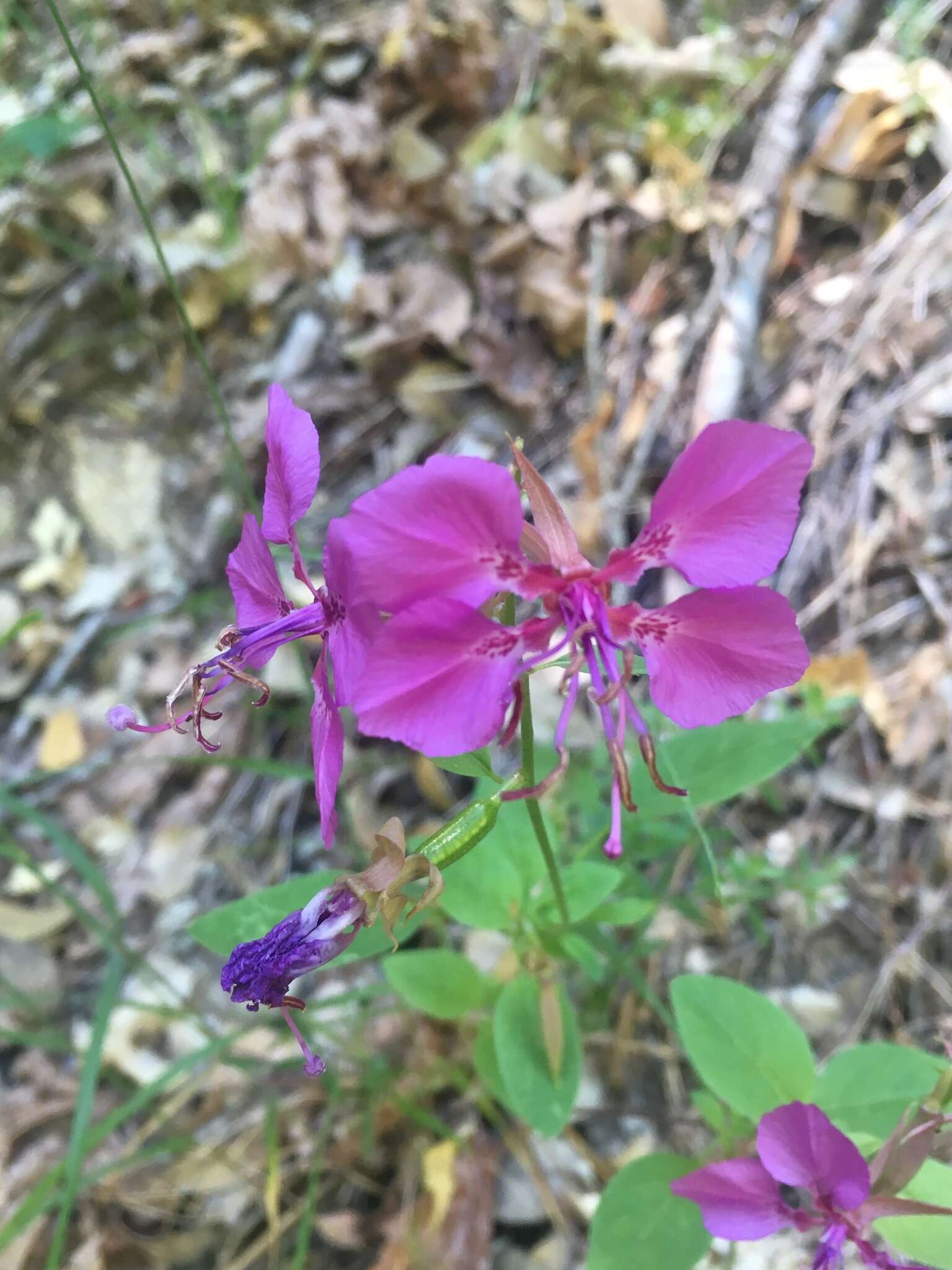 Imagem de Clarkia mildrediae subsp. lutescens L. D. Gottlieb & L. P. Janeway