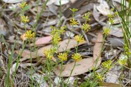 Image of Pimelea curviflora var. sericea Benth.