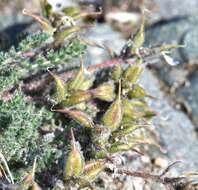 Image of arctic locoweed