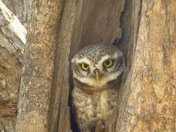 Image of Spotted Owlet