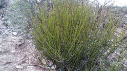 Image of Clipweed