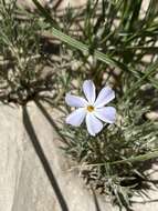 Imagem de Phlox andicola E. Nelson