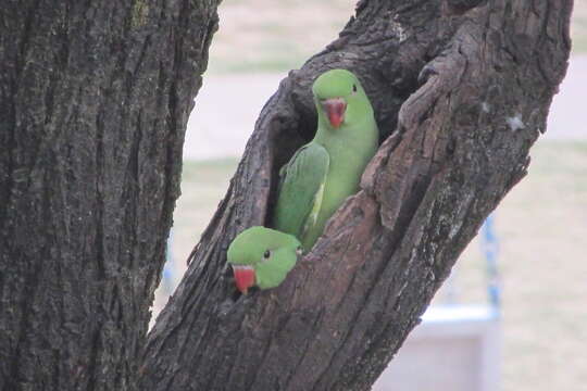 Image of Ring-necked Parakeet