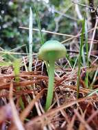 Imagem de Entoloma necopinatum E. Horak 1978