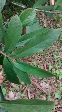 Image de Theobroma grandiflorum (Willd. ex Sprengel) Schumann