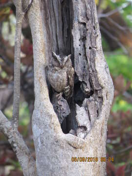 Image of Indian Scops Owl