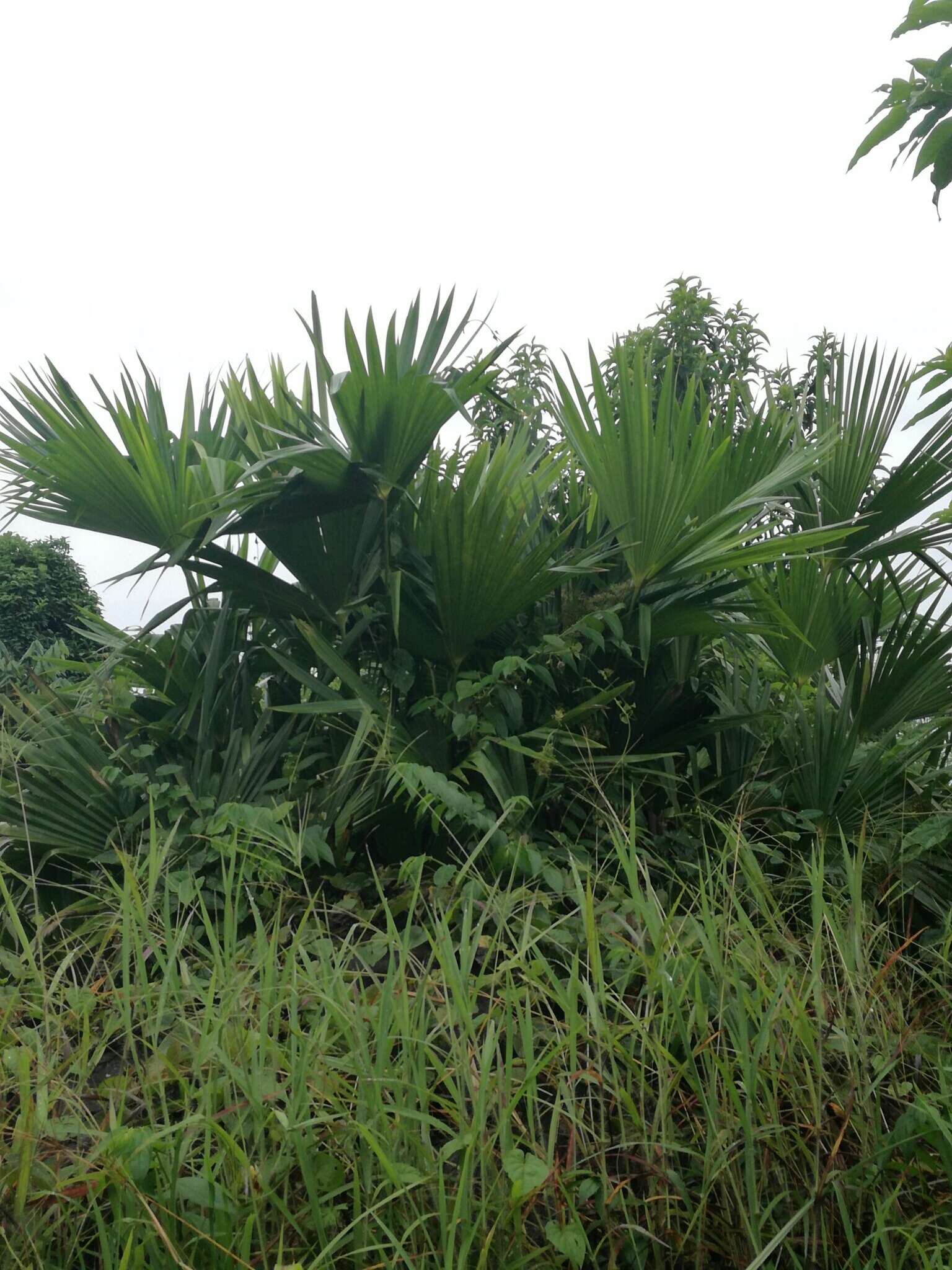 Image of Panama Hat Plant