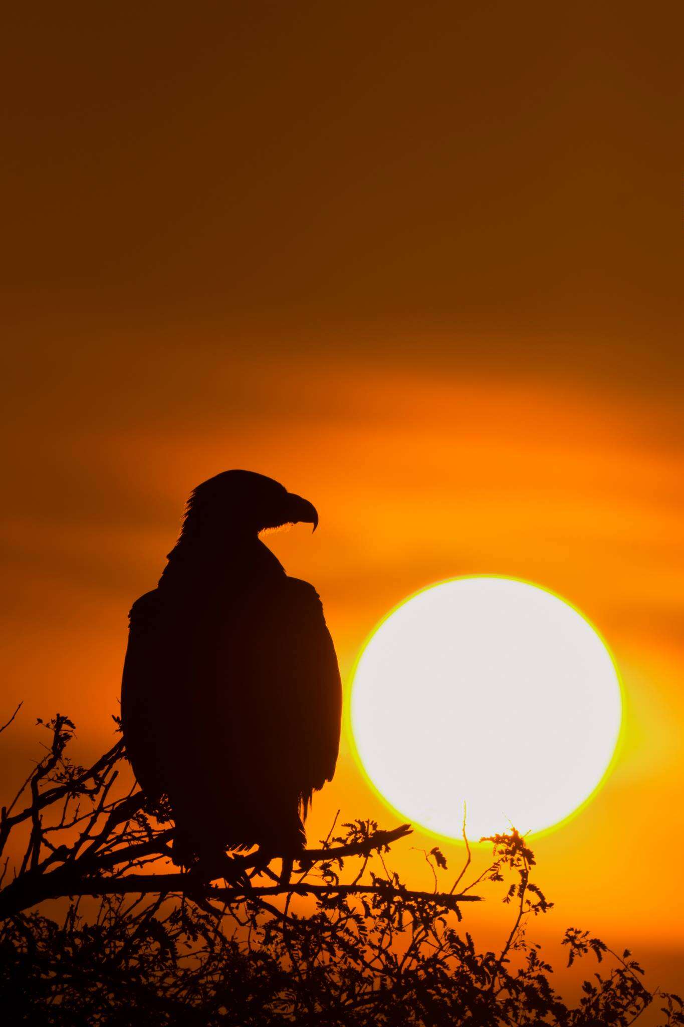 Image of Steppe Eagle