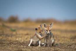 Image of white-footed fox