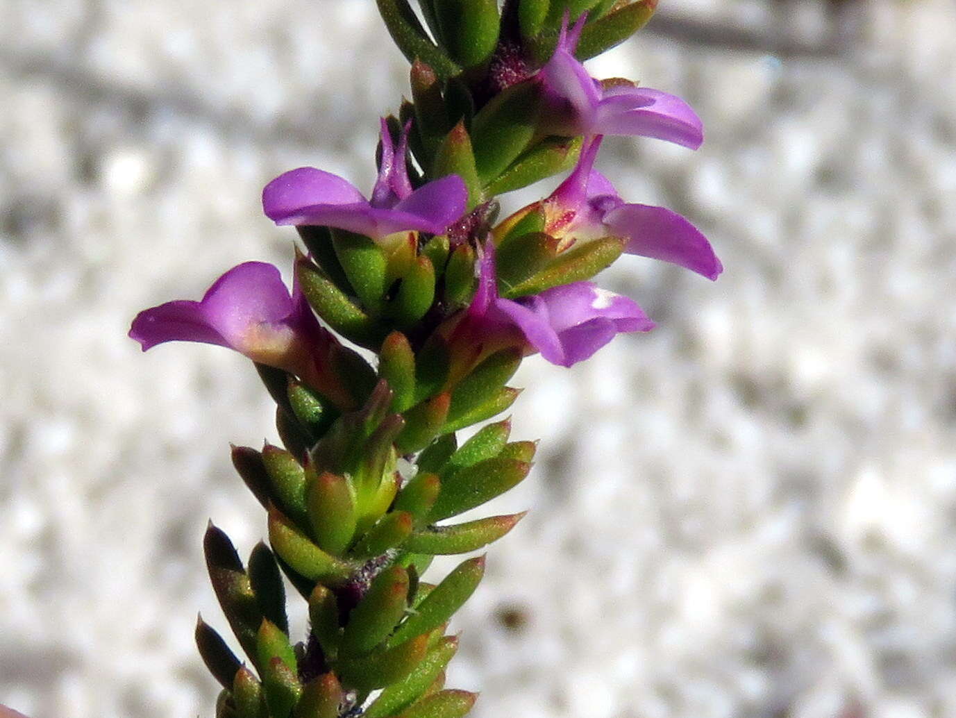 Image of Muraltia curvipetala Levyns