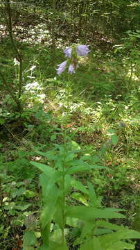 Imagem de Campanula bononiensis L.