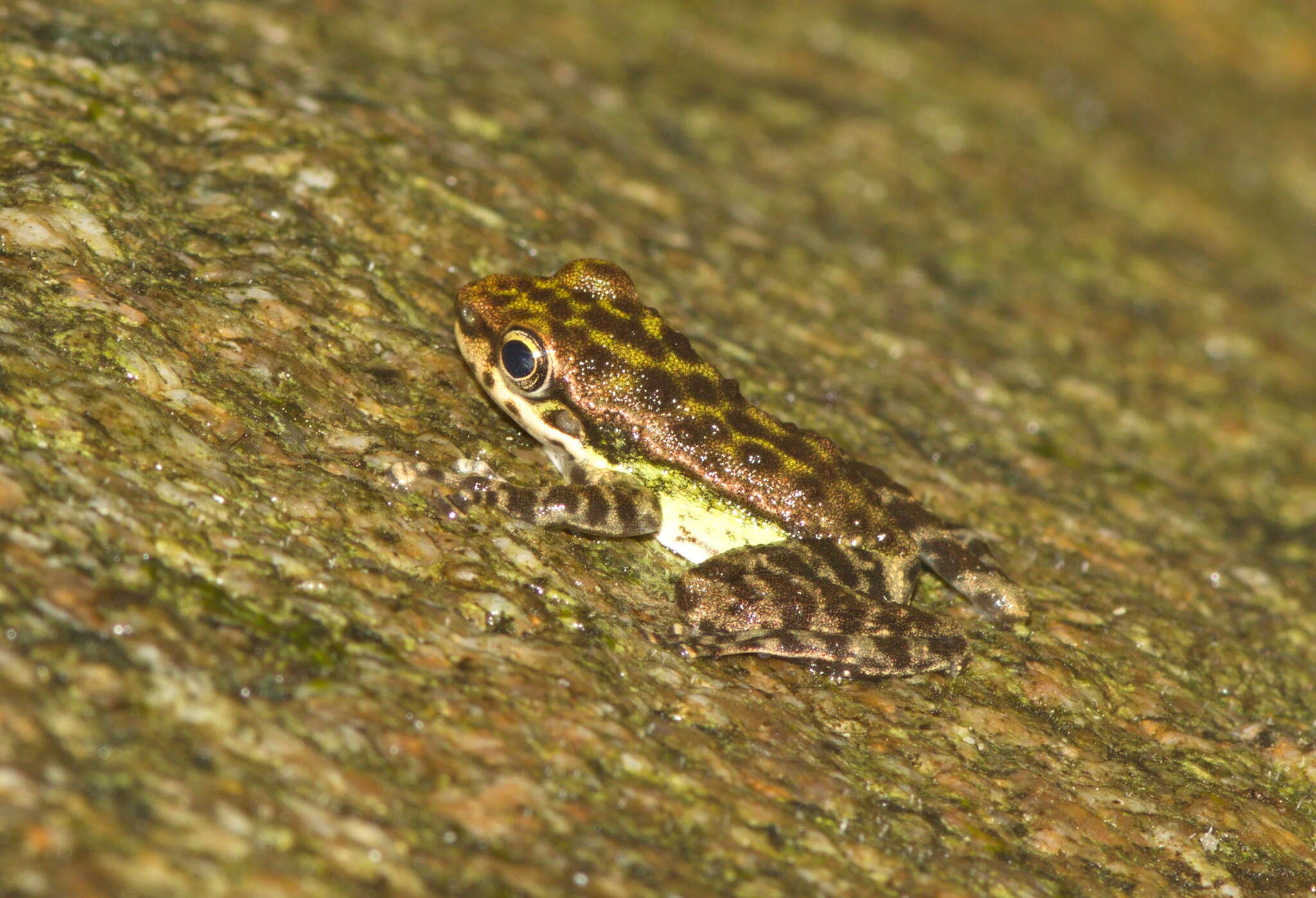 Image of Peninsular Torrentfrog