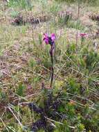 Imagem de <i>Pedicularis ornithorhynchos</i> Bentham