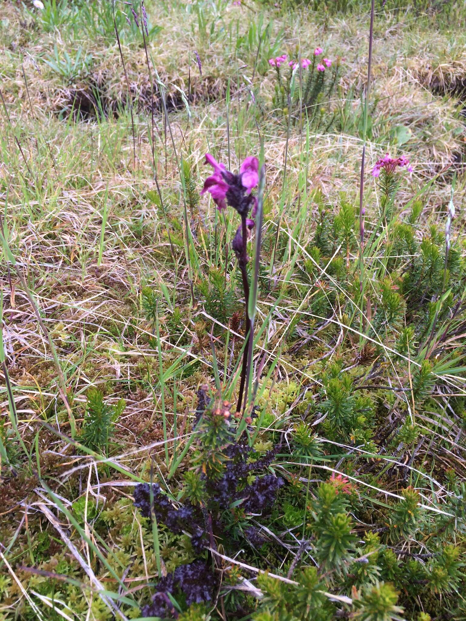 Imagem de <i>Pedicularis ornithorhynchos</i> Bentham