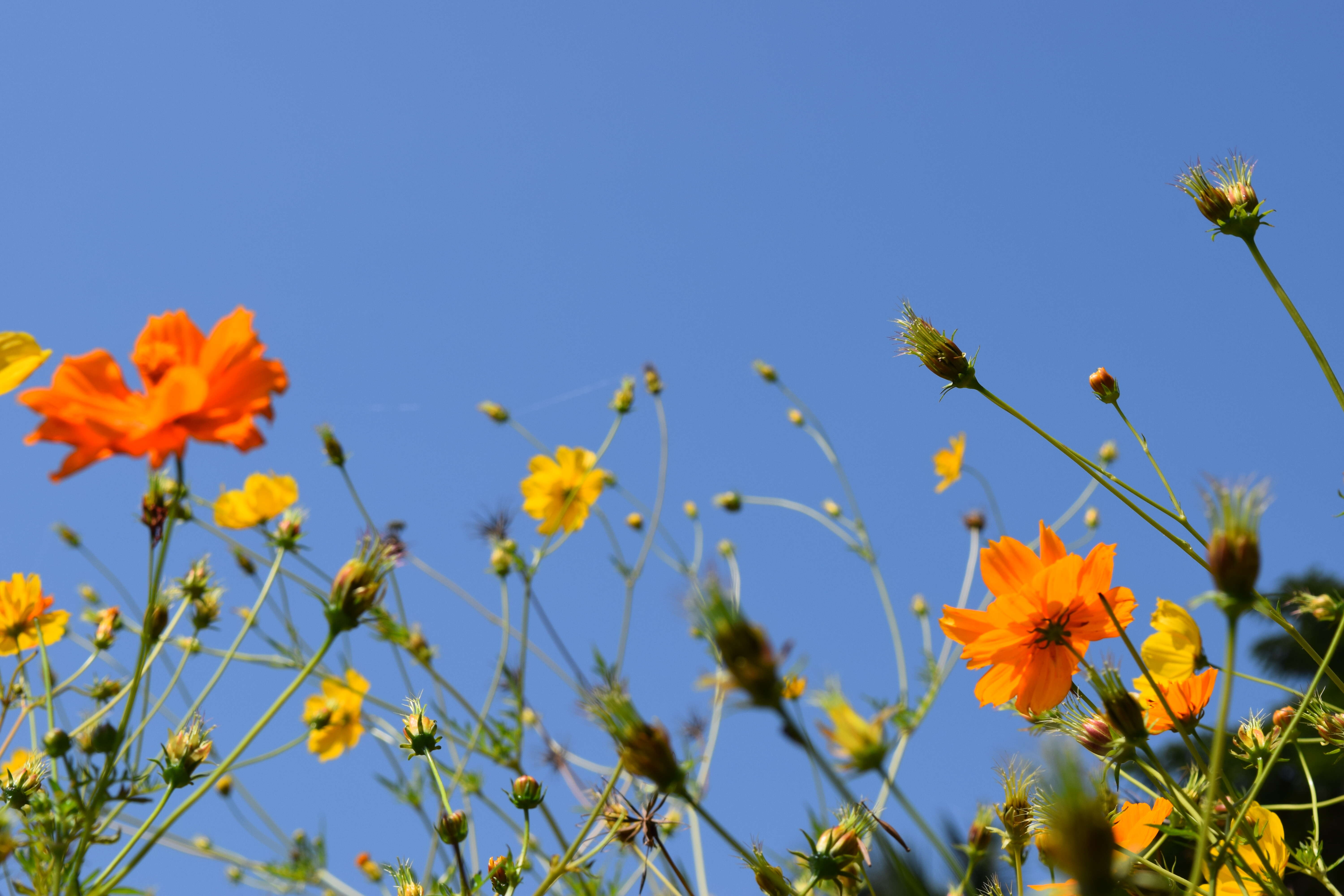 Image of sulphur cosmos