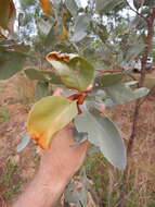 Image of Grevillea glauca Banks & Sol. ex Knight