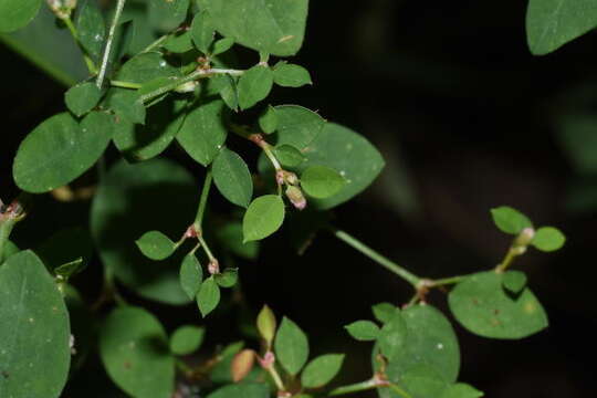 Image of Euphorbia mexiae Standl.