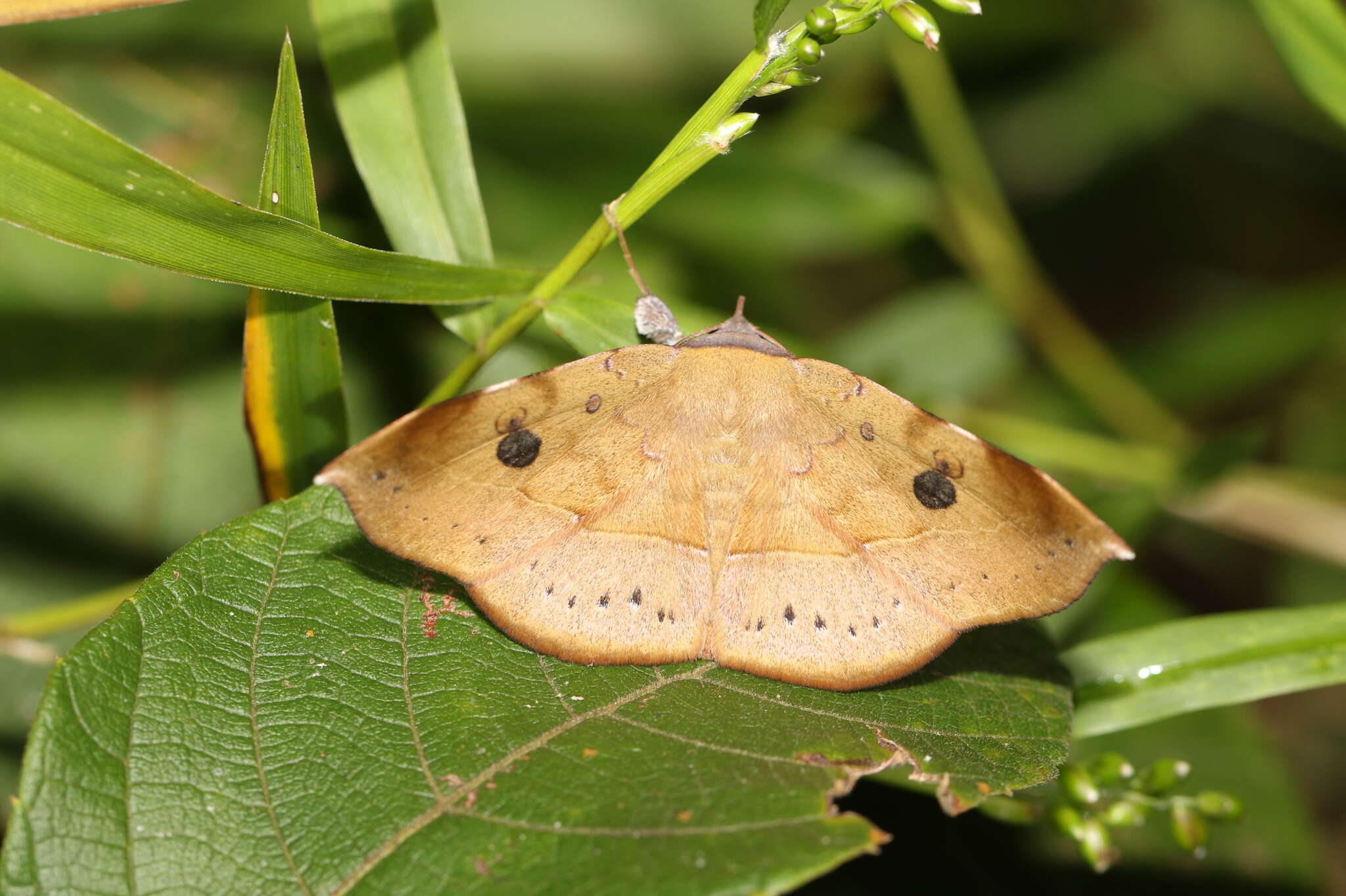 Image of <i>Argidia wedelina</i>