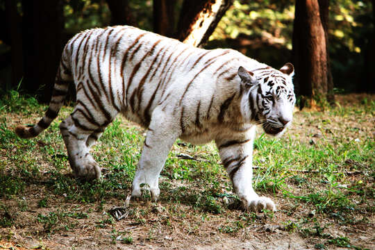 Image of Bengal Tiger