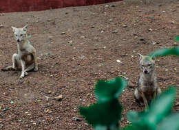 Image of golden jackal