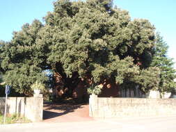 Image of Holm Oak