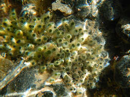 Image of Codium tomentosum