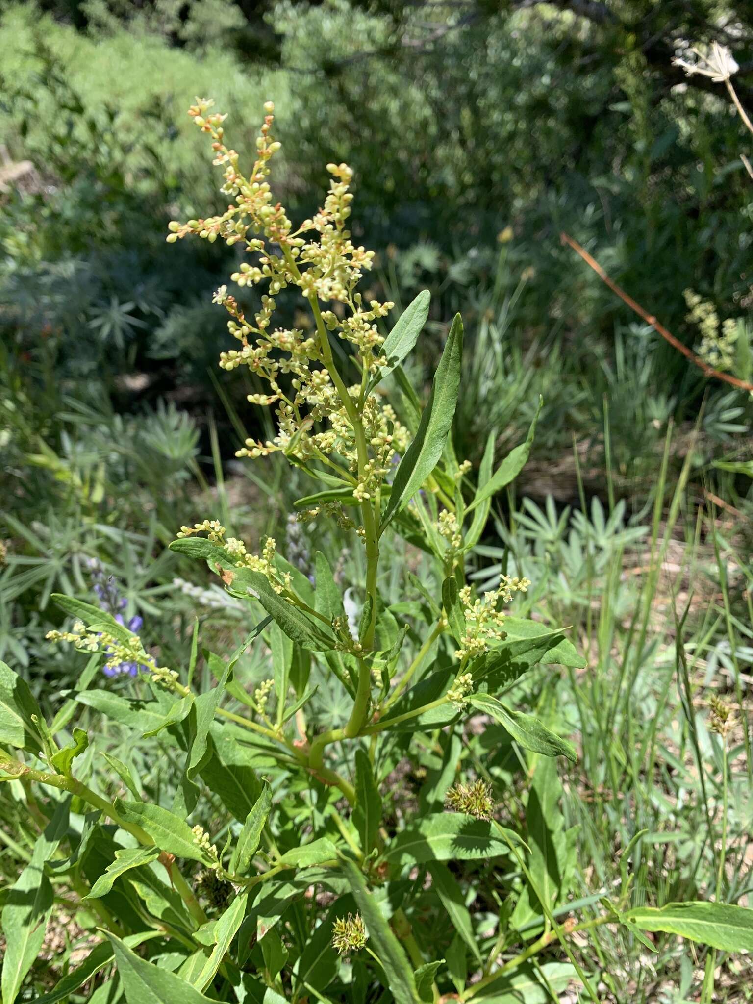 Image of Alpine Fleeceflower