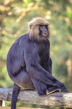 Image of Black Leaf Monkey