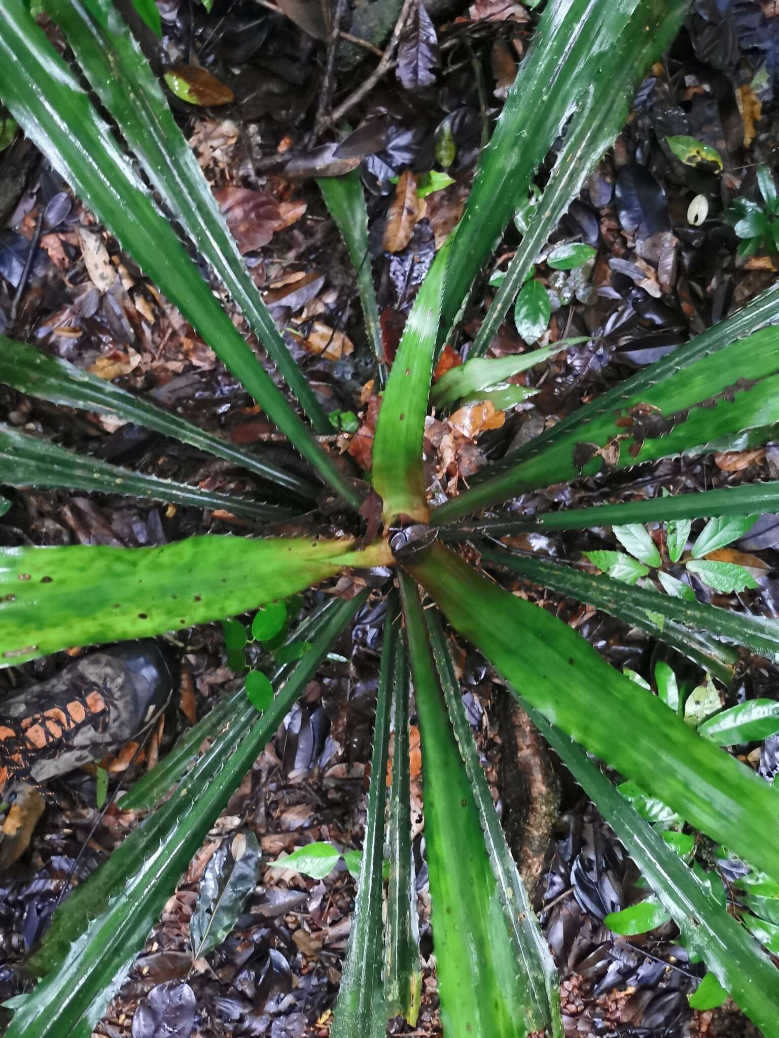 Bromelia fosteriana L. B. Sm.的圖片