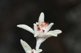 Image of Desert Cudweed