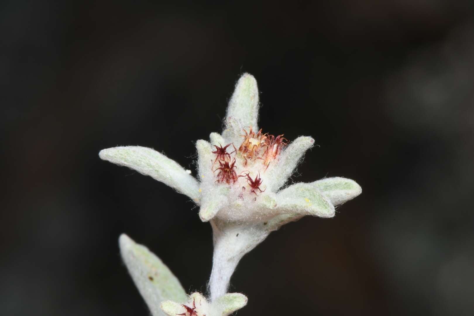 Image de Helichrysum leontonyx DC.