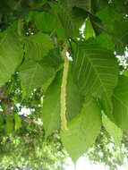 Image of Venetian sumac