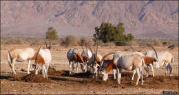 Image of Scimitar-horned Oryx