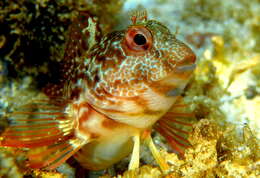 Image of Ringneck Blenny