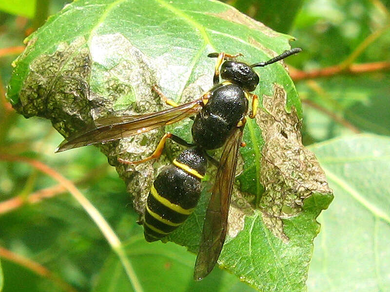 Sivun Symmorphus murarius (Linnaeus 1758) kuva