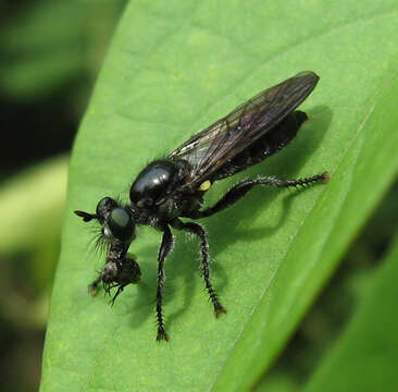 Image of Laphria canis Williston 1883