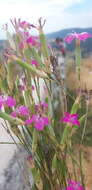 Image of Dianthus sylvestris subsp. longicaulis (Ten.) Greuter & Burdet