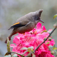 صورة Yuhina gularis Hodgson 1836