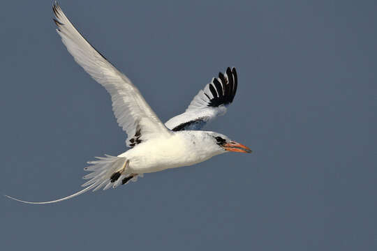 Image of Red-billed Tropicbird