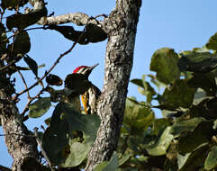 Image of Black-rumped Flameback