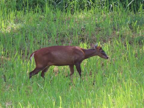 Image of Barking Deer