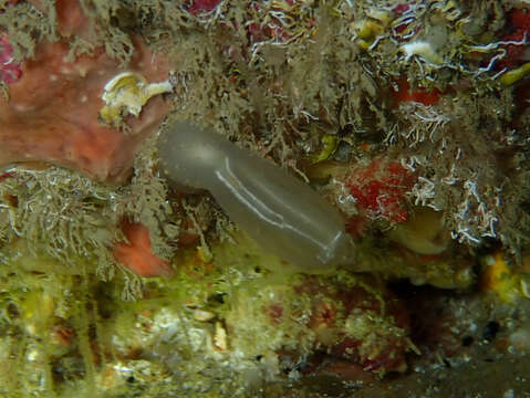 Image of football ascidian