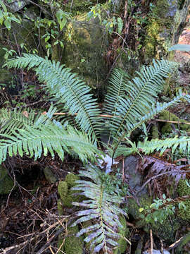 Image of Lomariocycas magellanica (Desv.) Gasper & A. R. Sm.