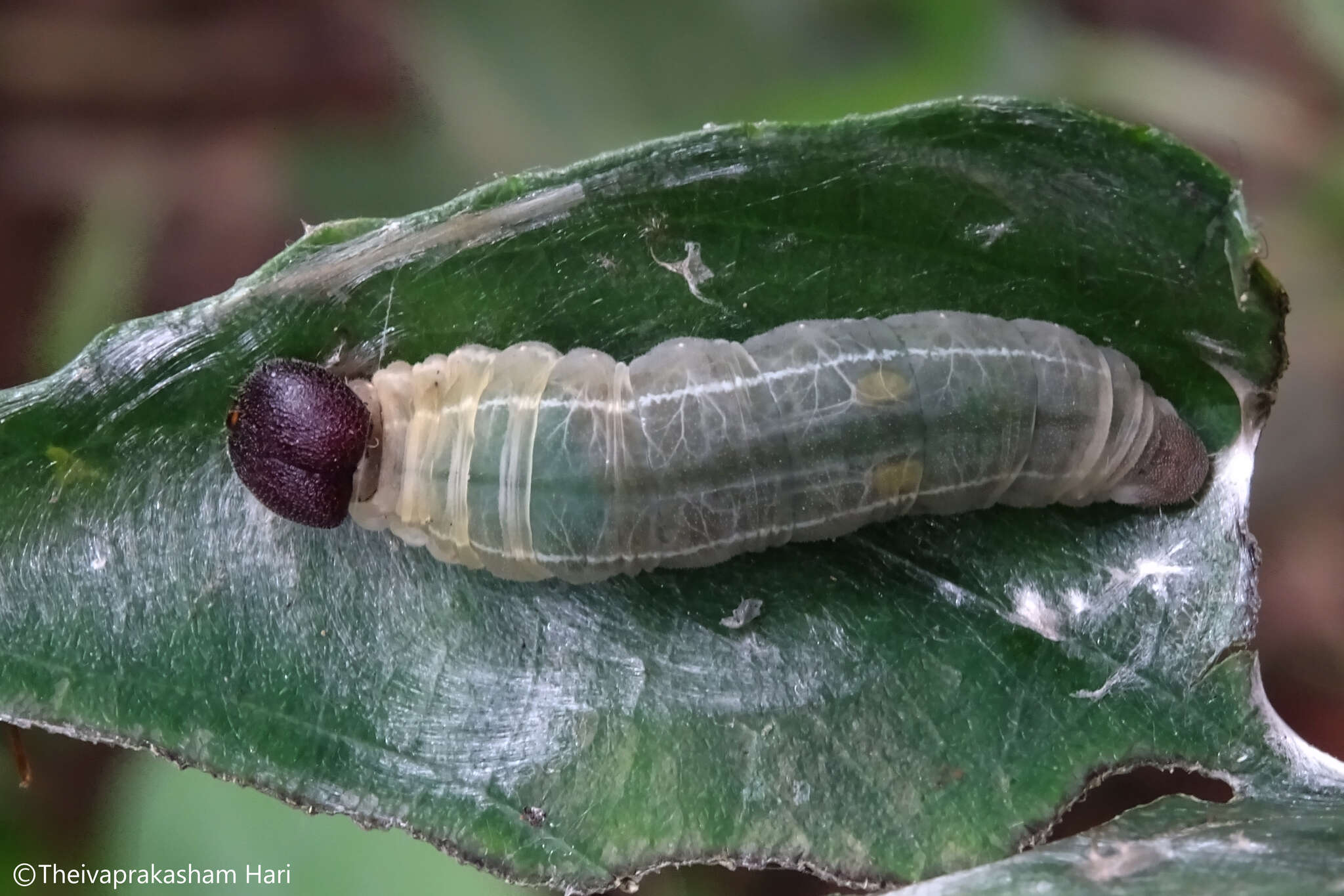 Image of Common spotted Flat