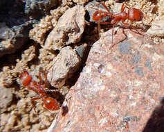 Imagem de Pogonomyrmex desertorum Wheeler 1902